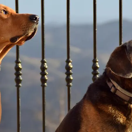 Quinta O Ninho Monchique